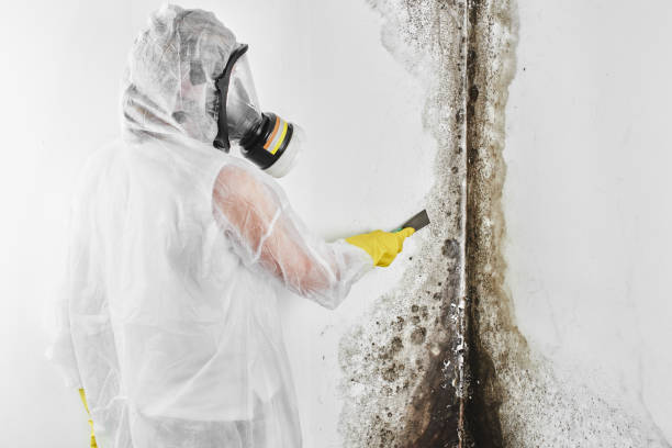 Best Mold Removal Company Near Me  in Hallsville, TX