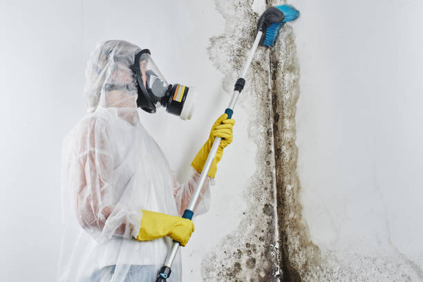 Best Mold Removal Process  in Hallsville, TX