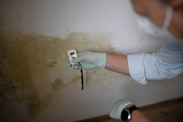 Best Mold Remediation  in Hallsville, TX