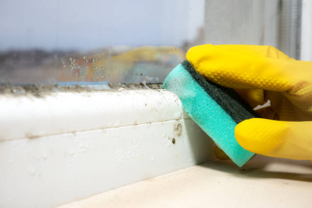 Best Home Mold Removal  in Hallsville, TX