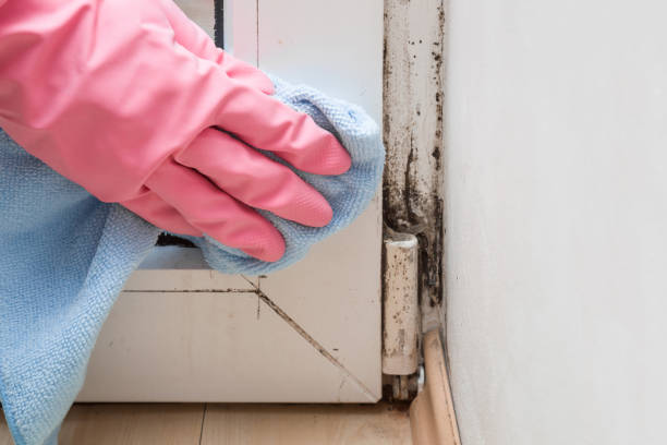 Best Mold Testing  in Hallsville, TX
