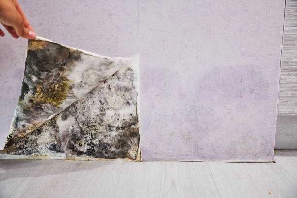 Best Mold Removal Near Me  in Hallsville, TX